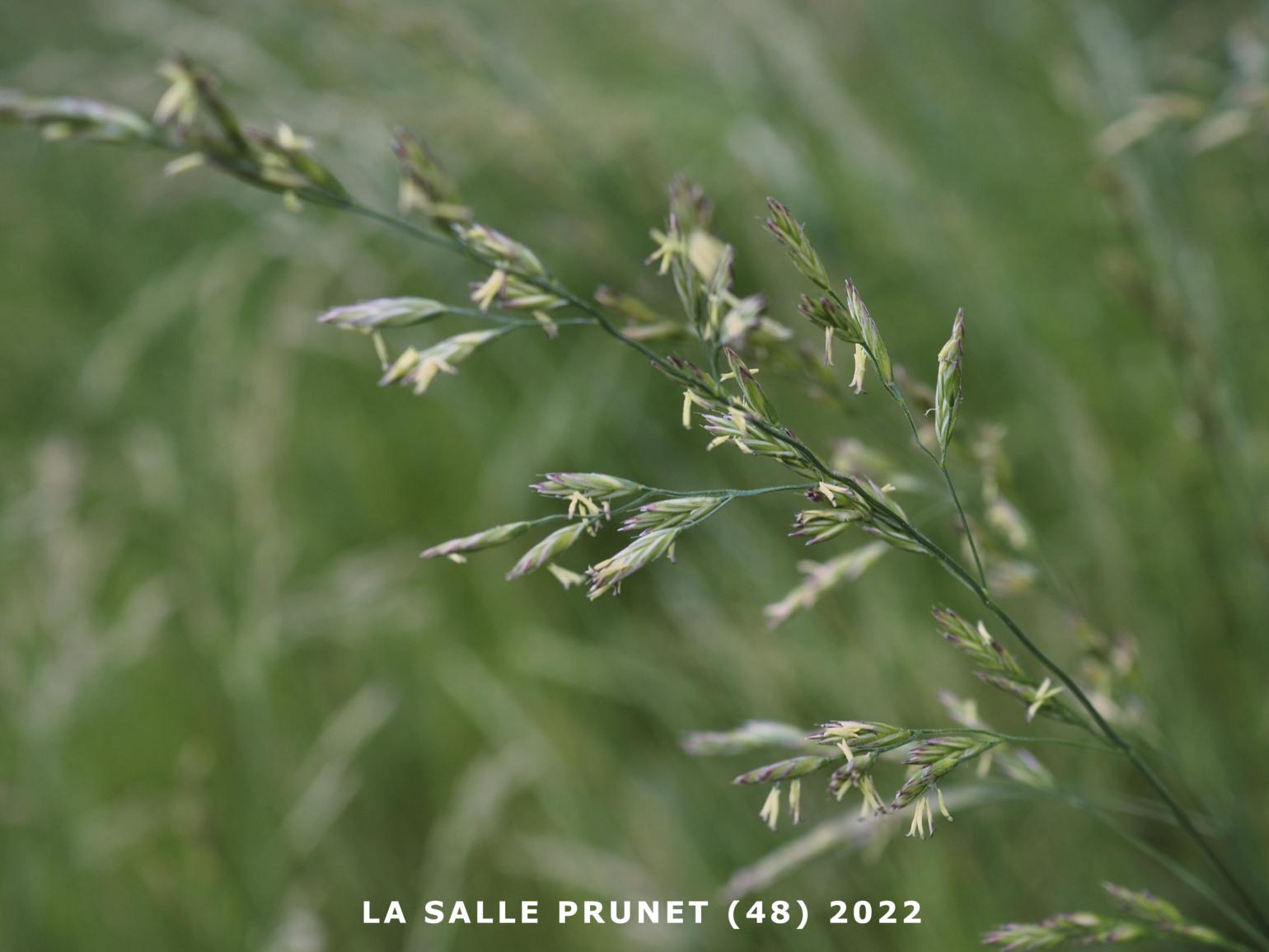Fescue, Various -leaved